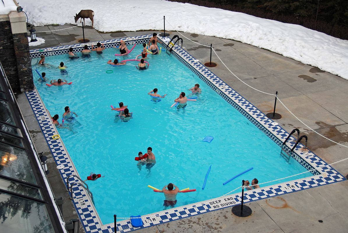 15 Banff Springs Hotel Outdoor Heated Pool With An Elk In Winter